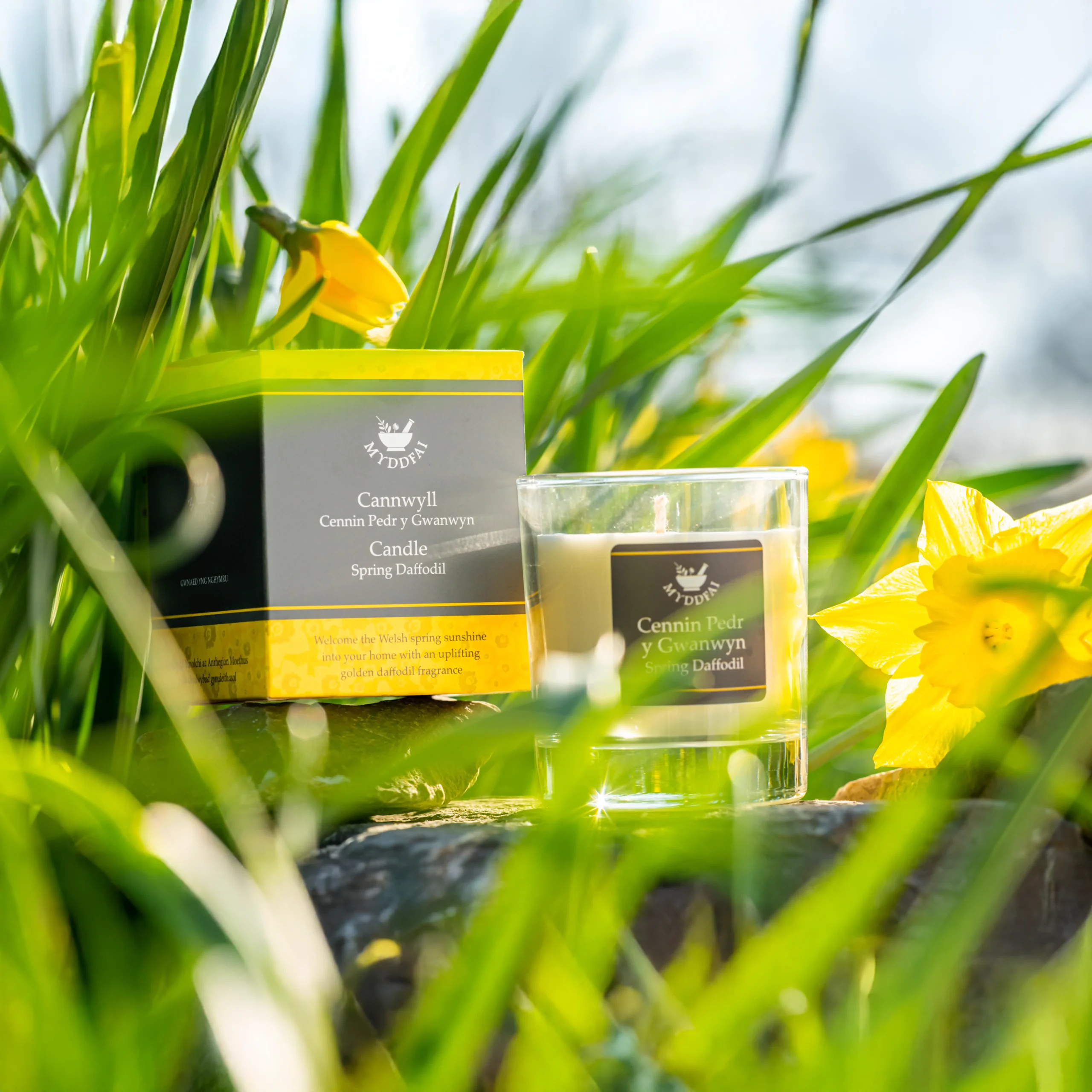 Spring Dafodil Candle Cenhinen y Gwanwyn 2