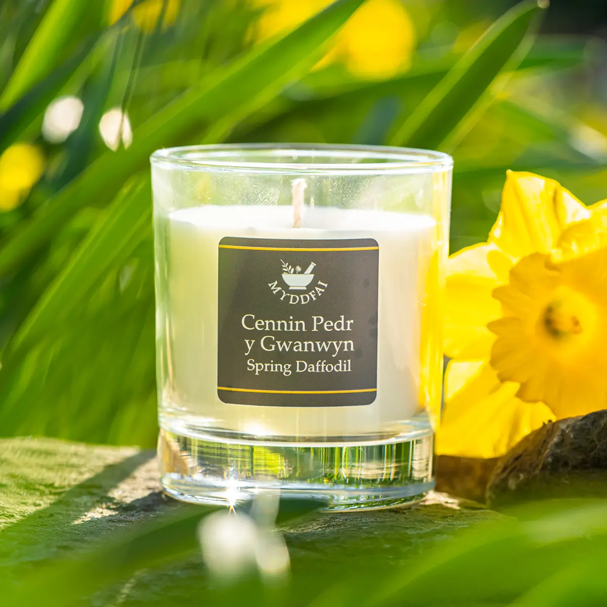 Spring Dafodil Candle Cenhinen y Gwanwyn