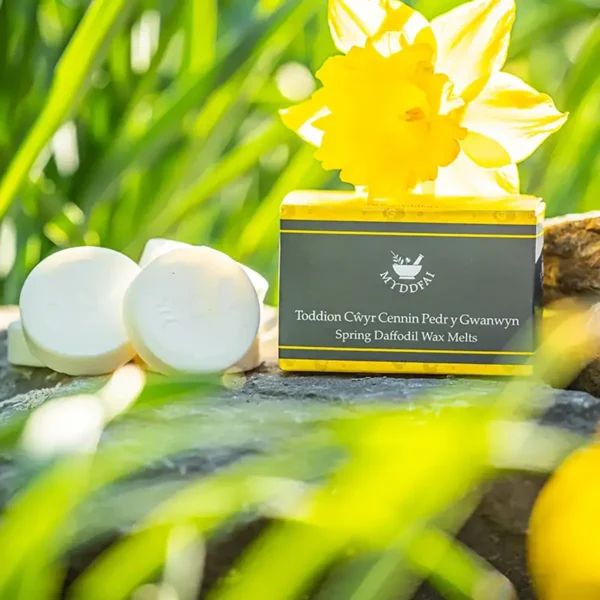 Wax Melts Cennin Pedr y Gwanwyn (Spring Daffodil)