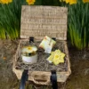 Daffodil Gift Hamper - Hamper Anrheg Cennin Pedr