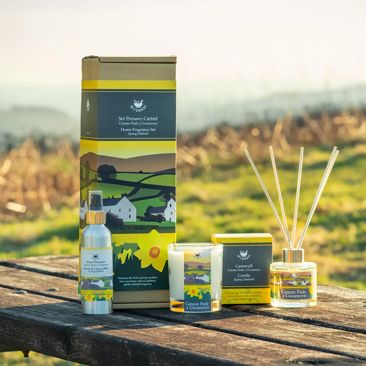 Cennin Pedr y Gwanwyn (Spring Daffodil)